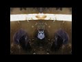 HLM OFFICIEL feat Prophéciter-Fais gaffe-clip HLM OFFICIEL feat Prophéciter-Fais gaffe-clip