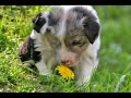 Filhotes de Border Collie