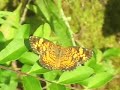 Lepidoptera Lepidoptera
