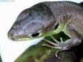 Lézard Filmé Avec Un Microcospe Usb