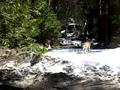 deer in yosemite