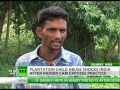 Millions of children across India give up their childhoods to work in the cotton fields to support their families. While earning only a few dollars, they are often physically, emotionally or sexually abused, rights activists warn. RT on Twitter twitter.com RT on Facebook www.facebook.com