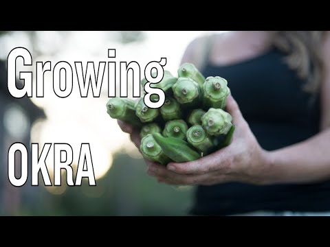 how to replant okra