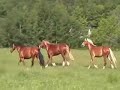 Welsh Cob Section D Thornbeck Masaren  - SOLD