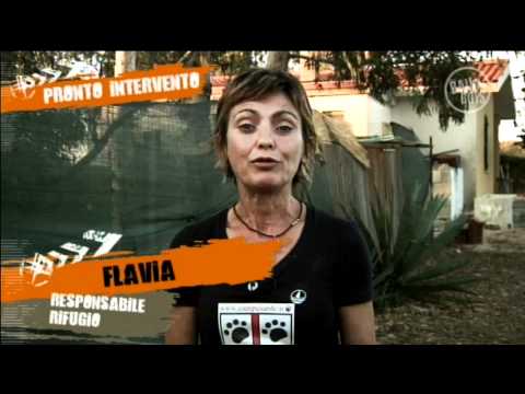 Vedi il video