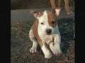 Save The Pitbulls