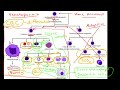 Innate Immune System