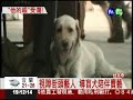 惡狗圍攻狂噬 導盲犬肉身護主