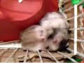 Hamster Babies fighting!