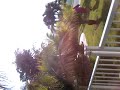 Tico Jr with giant frog scaring mommy and abue