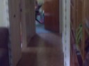 pinsher vs rott pinsher vs rott