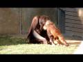 Orangutang