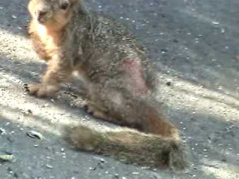 how to treat squirrels with mange