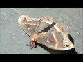 Cecropia Moth