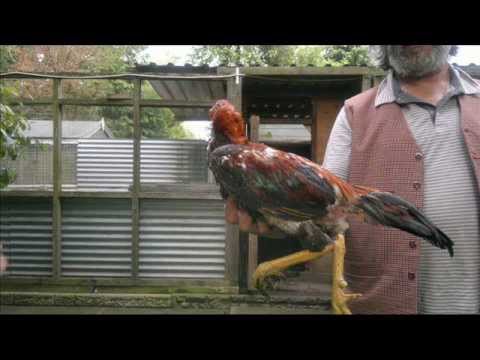 Asil (chicken) -