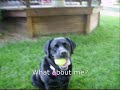 Black Labs Lego & Lola