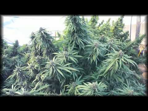 how to replant a delicious monster