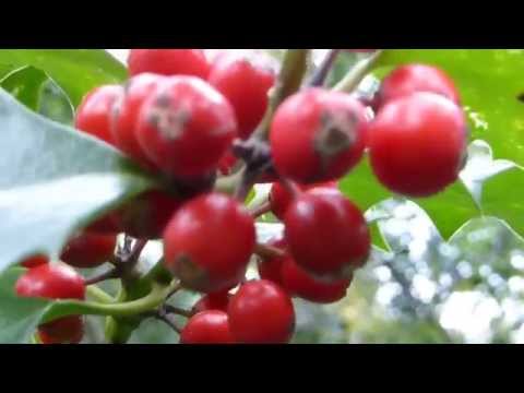 how to grow english holly