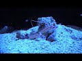 Stonogobiops yasha - Partner Grundel