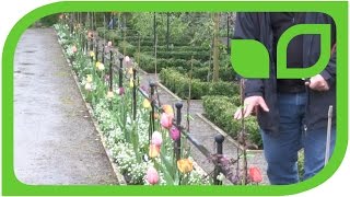 Stepover Espalier with Apple Trees