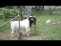 ME GETTING ATTACKED BY A GOAT!!!..I almost died yall