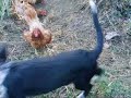 poule et chien poule et chien