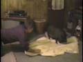 comedy11 afv comedy comedy11 afv comedy