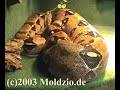 Reptiles World, inheriting the Saurier 1/2