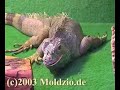 Reptiles World, inheriting the Saurier 1/2