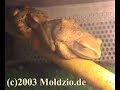 Reptiles World, inheriting the Saurier 1/2