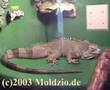 Reptiles World, inheriting the Saurier 1/2