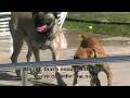 Samson Playing at the Water Park - 13 month old Boerboel, 160 pounds