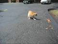 My cat is stupid!