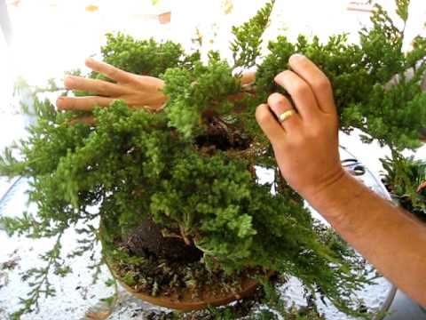 how to transplant juniper trees