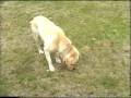 videos de frituur zomer fl 15