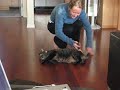 Cat Gets Spun Around Cat Gets Spun Around