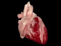 Medical Animation