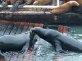 Sea Lions at San Francisco\ Sea Lions at San Francisco\
