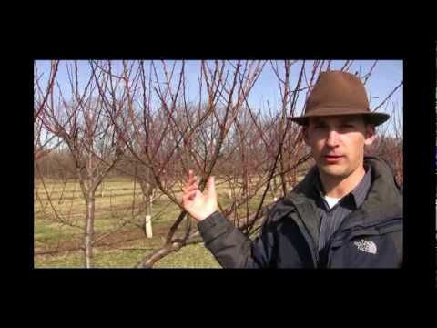 how to prune a peach tree