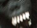 videos de mr monkey mann