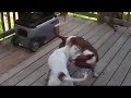 Kung Pow Puppies Kung Pow Puppies