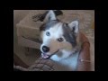 smartest husky found!!