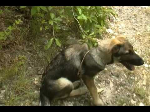 Black Diamonds Miss Wonder Woman Silver Sable Female Puppy