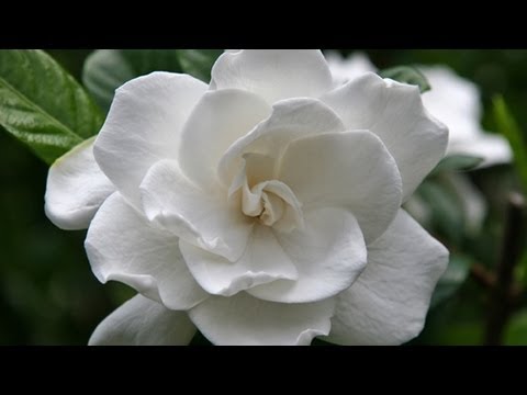 how to care gardenia