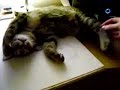 Cat Coma