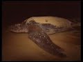 Extinct & soon to be extinct animal/species