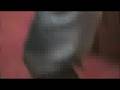 videos de Mousetraps