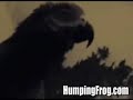 Cursing Parrot Cursing Parrot