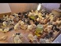 Цыплята кур разных пород: Орпингтон, Брама, Кохинхин.