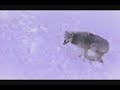The Wolves The Wolves